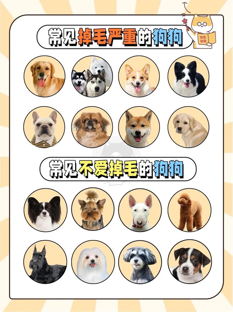 狗狗掉毛吃维生素b几,狗狗掉毛吃维生素几管用-第6张图片-后鲨宠物 狗狗掉毛吃维生素b几,狗狗掉毛吃维生素几管用-第6张图片-后鲨宠物