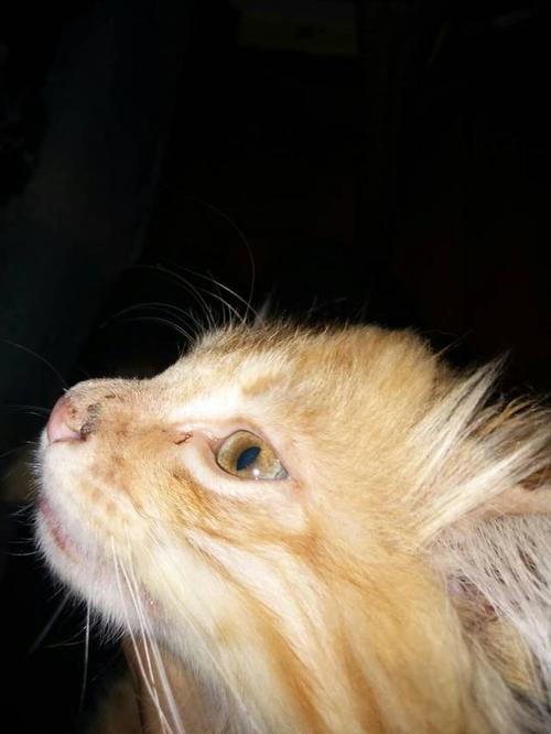 猫咪鼻子有黑色分泌物，猫咪鼻子有黑色的东西？