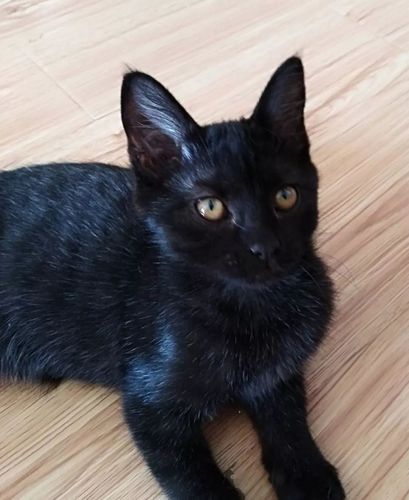 猫咪鼻子有黑色分泌物,猫咪鼻子有黑色的东西?-第4张图片-后鲨宠物 猫咪鼻子有黑色分泌物,猫咪鼻子有黑色的东西?-第4张图片-后鲨宠物