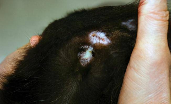 猫咪鼻子有黑色分泌物,猫咪鼻子有黑色的东西?-第5张图片-后鲨宠物 猫咪鼻子有黑色分泌物,猫咪鼻子有黑色的东西?-第5张图片-后鲨宠物