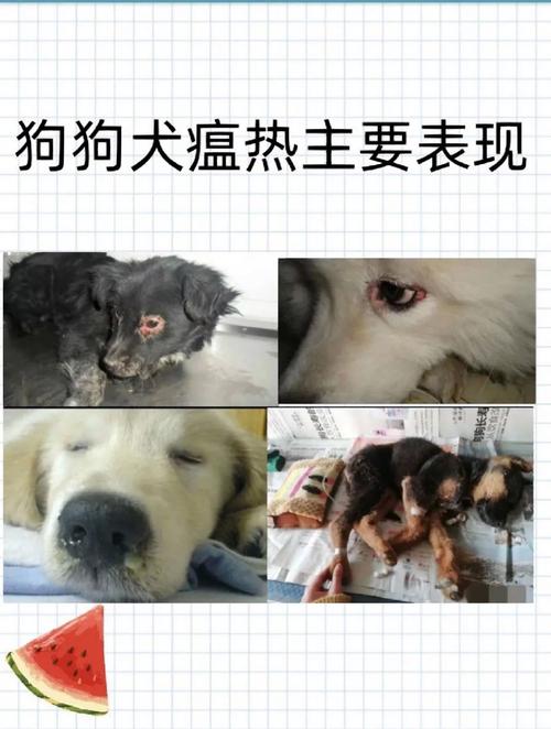 狗狗狗瘟好转的征兆_狗狗犬瘟快好了的迹象-第1张图片-后鲨宠物 狗狗狗瘟好转的征兆_狗狗犬瘟快好了的迹象-第1张图片-后鲨宠物