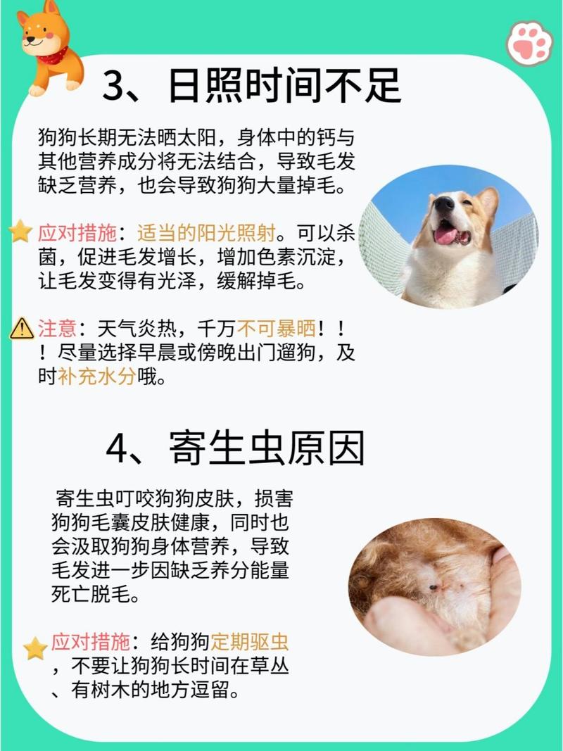 狗狗换毛期是什么时候,狗狗一般换毛期是什么时候-第6张图片-后鲨宠物 狗狗换毛期是什么时候,狗狗一般换毛期是什么时候-第6张图片-后鲨宠物