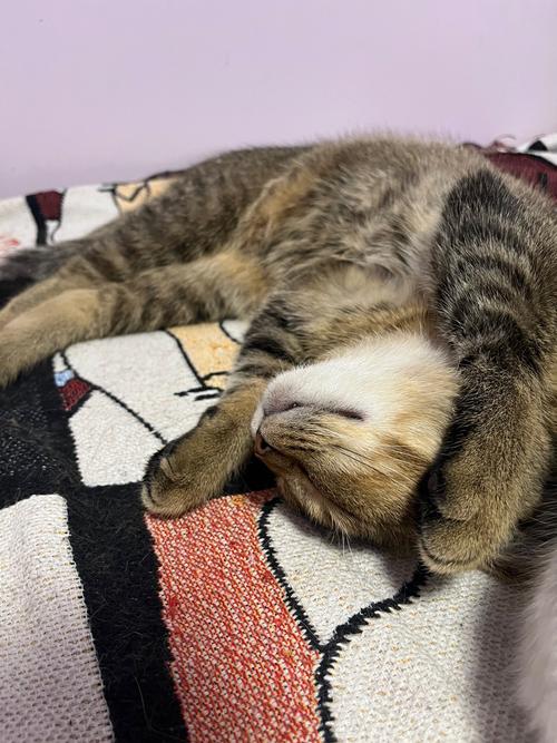 猫咪睡觉为什么打呼噜_猫为什睡觉时打呼噜-第5张图片-后鲨宠物