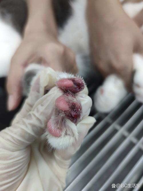 猫咪指甲掉了怎么办，猫咪指甲完全掉了？