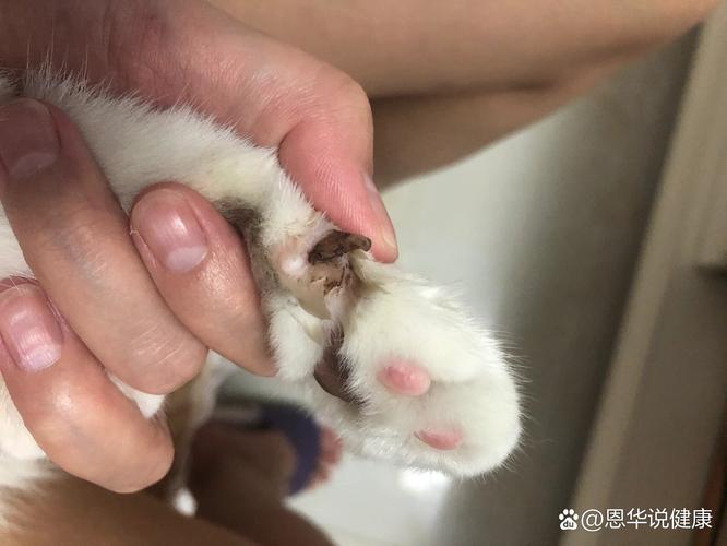 猫咪指甲掉了怎么办,猫咪指甲完全掉了?-第4张图片-后鲨宠物 猫咪指甲掉了怎么办,猫咪指甲完全掉了?-第4张图片-后鲨宠物