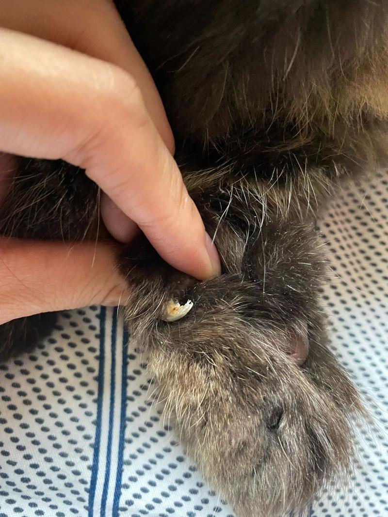 猫咪指甲掉了怎么办,猫咪指甲完全掉了?-第5张图片-后鲨宠物 猫咪指甲掉了怎么办,猫咪指甲完全掉了?-第5张图片-后鲨宠物