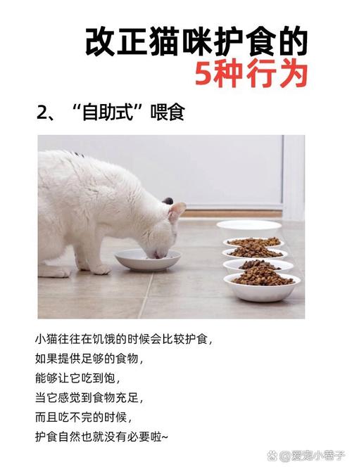 猫咪护食怎么办_猫咪护食咋办-第2张图片-后鲨宠物 猫咪护食怎么办_猫咪护食咋办-第2张图片-后鲨宠物