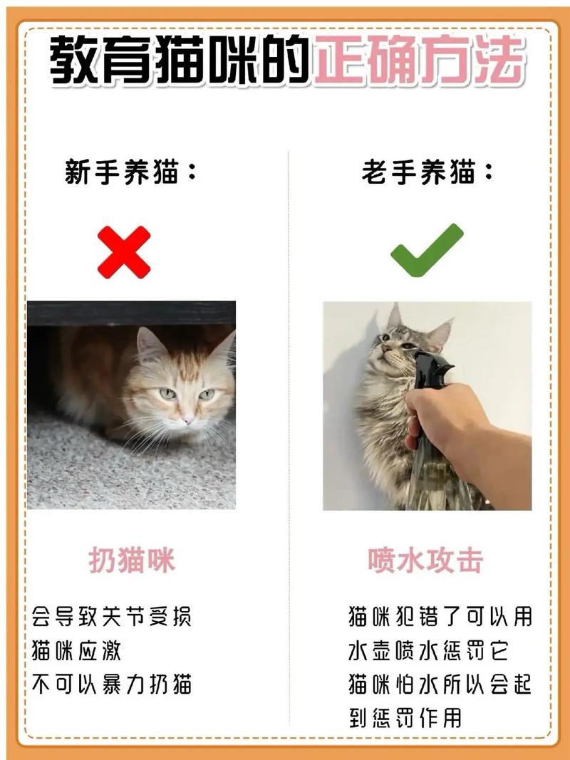 猫咪护食怎么办_猫咪护食咋办-第3张图片-后鲨宠物 猫咪护食怎么办_猫咪护食咋办-第3张图片-后鲨宠物