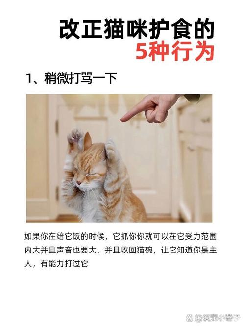 猫咪护食怎么办_猫咪护食咋办-第4张图片-后鲨宠物 猫咪护食怎么办_猫咪护食咋办-第4张图片-后鲨宠物