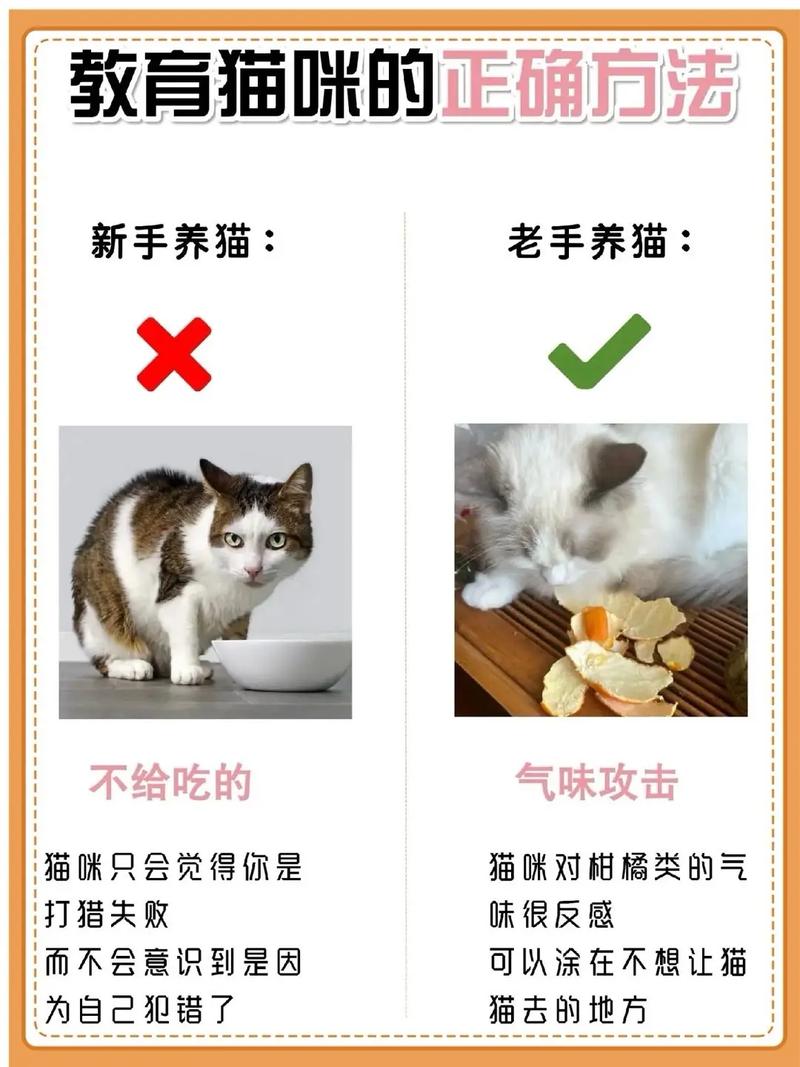 猫咪护食怎么办_猫咪护食咋办-第6张图片-后鲨宠物 猫咪护食怎么办_猫咪护食咋办-第6张图片-后鲨宠物