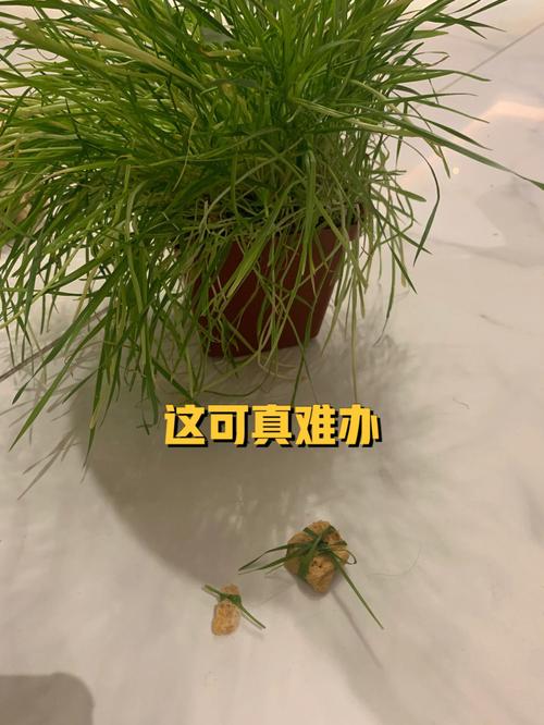 狗狗可以吃猫草吗_狗子能吃猫草吗-第4张图片-后鲨宠物 狗狗可以吃猫草吗_狗子能吃猫草吗-第4张图片-后鲨宠物