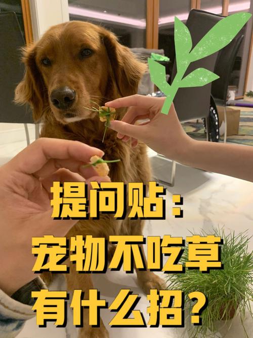 狗狗可以吃猫草吗_狗子能吃猫草吗-第6张图片-后鲨宠物 狗狗可以吃猫草吗_狗子能吃猫草吗-第6张图片-后鲨宠物