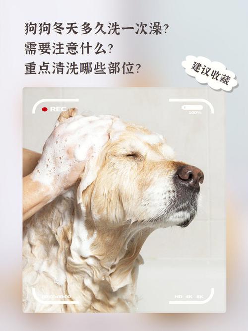 狗狗冬天多久洗一次澡,狗子身上腥气味大怎么办-第1张图片-后鲨宠物 狗狗冬天多久洗一次澡,狗子身上腥气味大怎么办-第1张图片-后鲨宠物