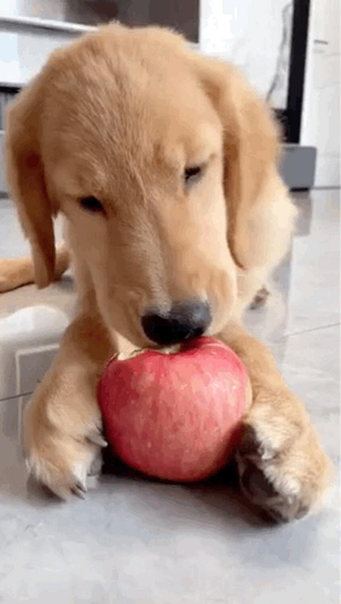 狗狗可以吃苹果核吗_狗狗能吃苹果核吗狗狗吃苹果核会中毒吗?-第1张图片-后鲨宠物 狗狗可以吃苹果核吗_狗狗能吃苹果核吗狗狗吃苹果核会中毒吗?-第1张图片-后鲨宠物