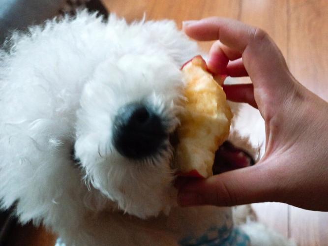 狗狗可以吃苹果核吗_狗狗能吃苹果核吗狗狗吃苹果核会中毒吗?-第2张图片-后鲨宠物 狗狗可以吃苹果核吗_狗狗能吃苹果核吗狗狗吃苹果核会中毒吗?-第2张图片-后鲨宠物