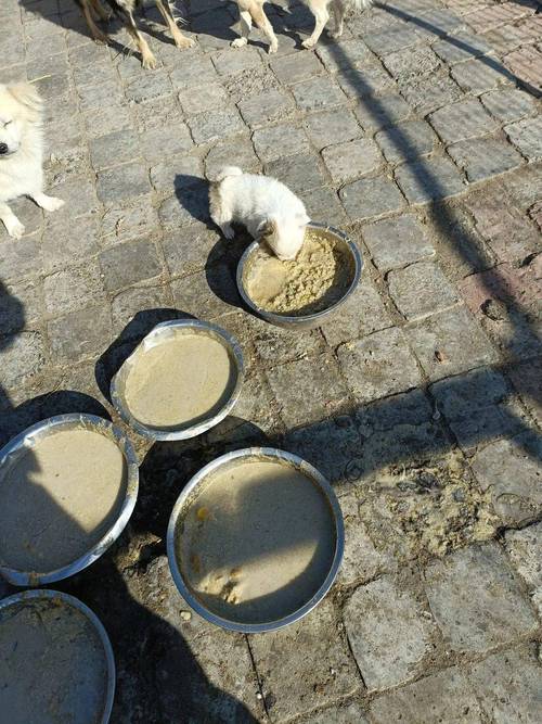 狗狗能喝大米粥吗,狗狗可以喝大米粥么-第3张图片-后鲨宠物 狗狗能喝大米粥吗,狗狗可以喝大米粥么-第3张图片-后鲨宠物