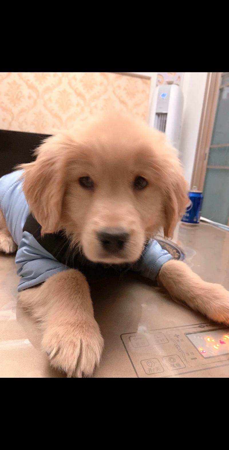 狗狗能喝大米粥吗,狗狗可以喝大米粥么-第4张图片-后鲨宠物 狗狗能喝大米粥吗,狗狗可以喝大米粥么-第4张图片-后鲨宠物