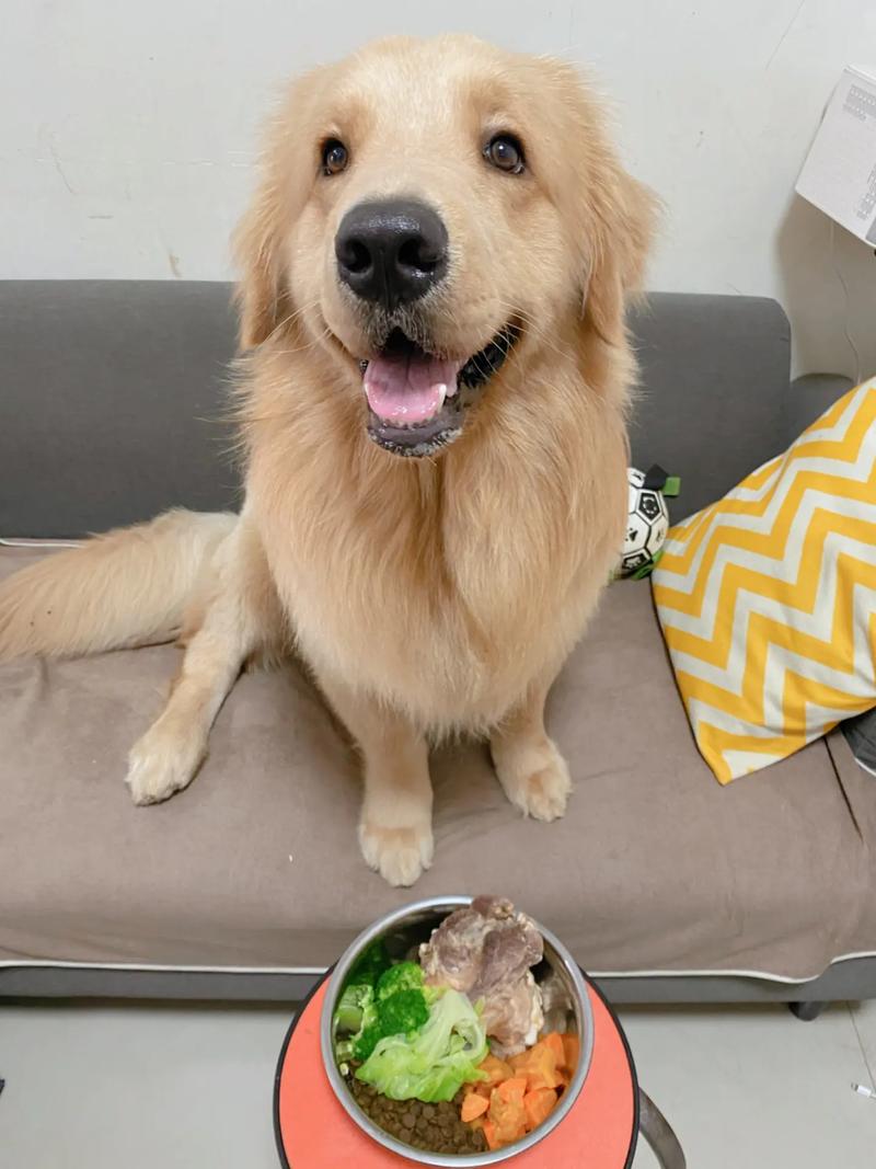 狗狗能喝大米粥吗,狗狗可以喝大米粥么-第5张图片-后鲨宠物 狗狗能喝大米粥吗,狗狗可以喝大米粥么-第5张图片-后鲨宠物