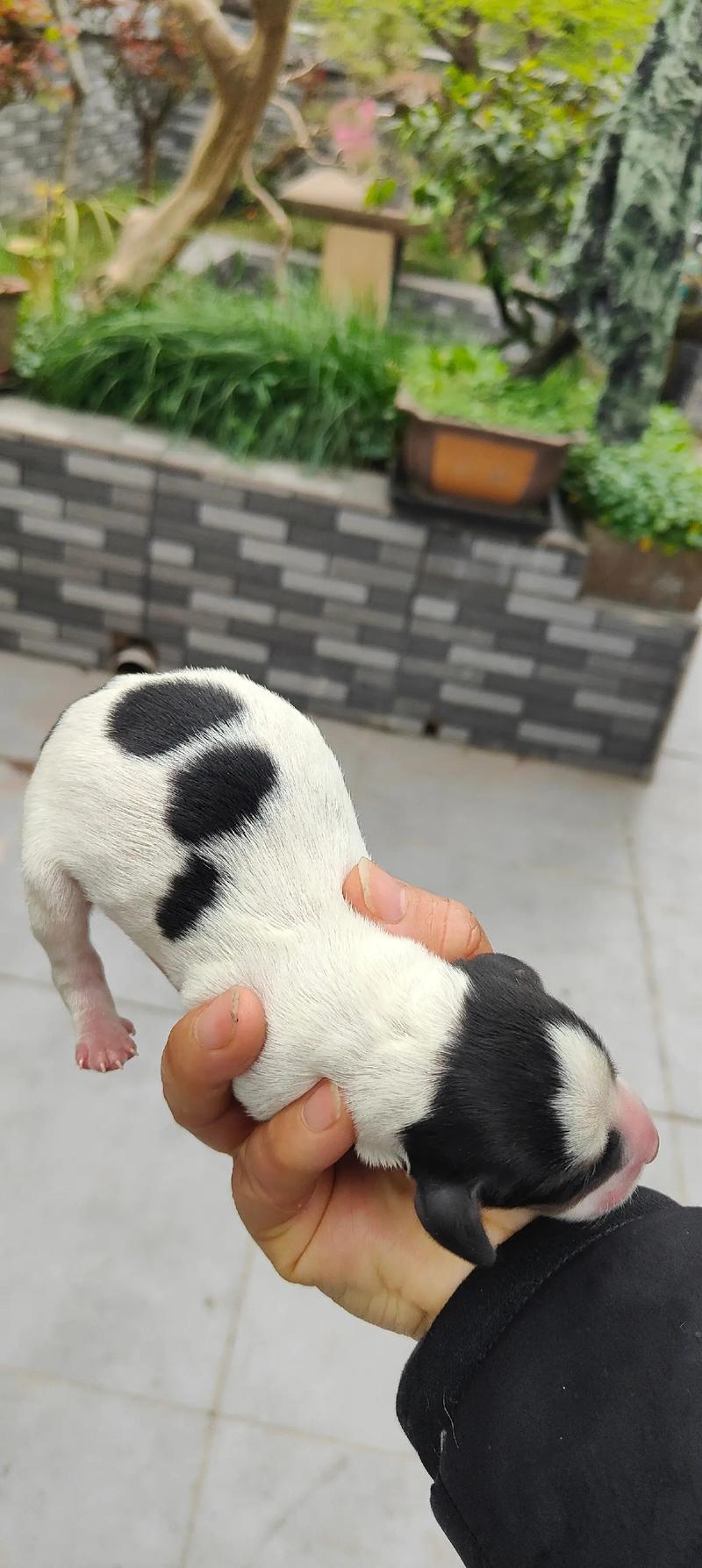 婴儿和狗狗能一起养吗,婴儿跟狗能在同屋生活吗?-第3张图片-后鲨宠物 婴儿和狗狗能一起养吗,婴儿跟狗能在同屋生活吗?-第3张图片-后鲨宠物