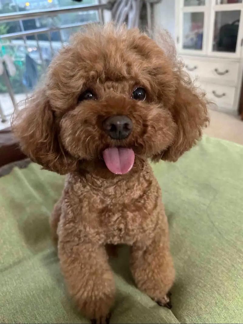  泰迪狗狗感冒的症状，泰迪狗狗感冒了怎么办用最简单的方法