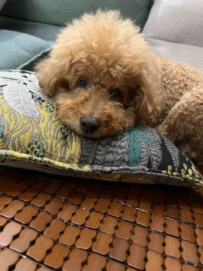  泰迪狗狗感冒的症状，泰迪狗狗感冒了怎么办用最简单的方法-第3张图片-后鲨宠物