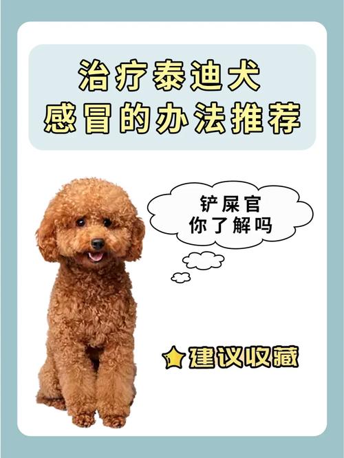  泰迪狗狗感冒的症状，泰迪狗狗感冒了怎么办用最简单的方法-第4张图片-后鲨宠物