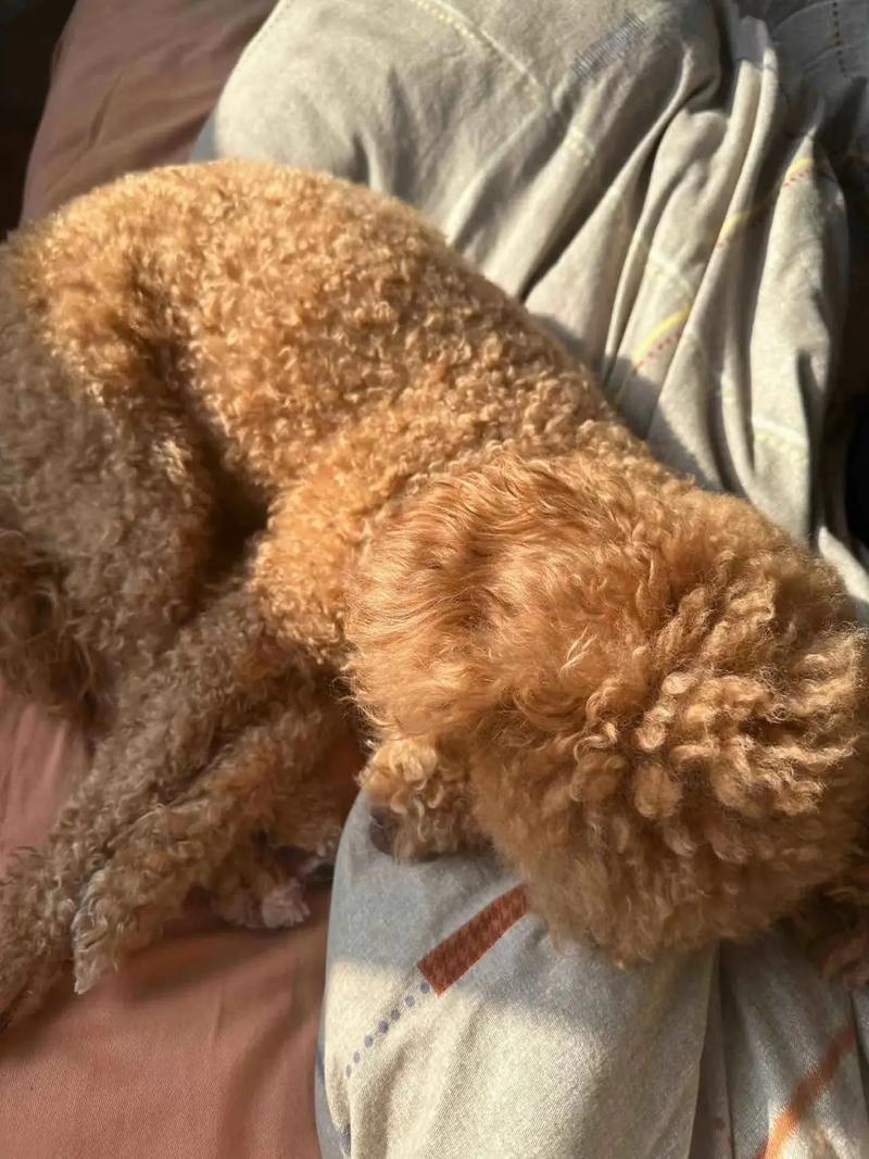  泰迪狗狗感冒的症状，泰迪狗狗感冒了怎么办用最简单的方法-第5张图片-后鲨宠物