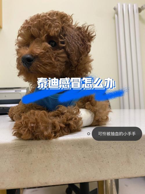  泰迪狗狗感冒的症状，泰迪狗狗感冒了怎么办用最简单的方法-第6张图片-后鲨宠物