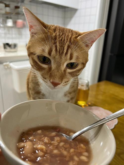 猫咪可以吃稀饭吗_猫可以吃稀饭嘛-第1张图片-后鲨宠物