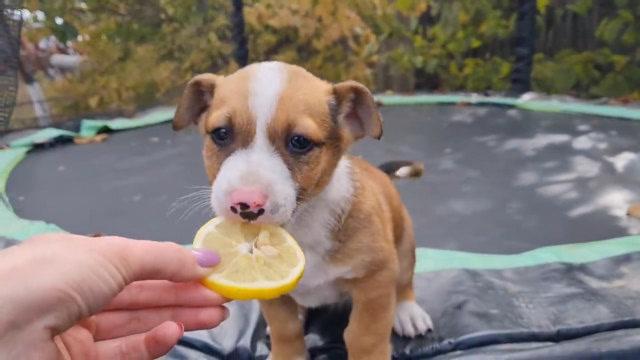 狗狗可以吃柠檬吗，狗狗可以吃柠檬汁吗？-第2张图片-后鲨宠物