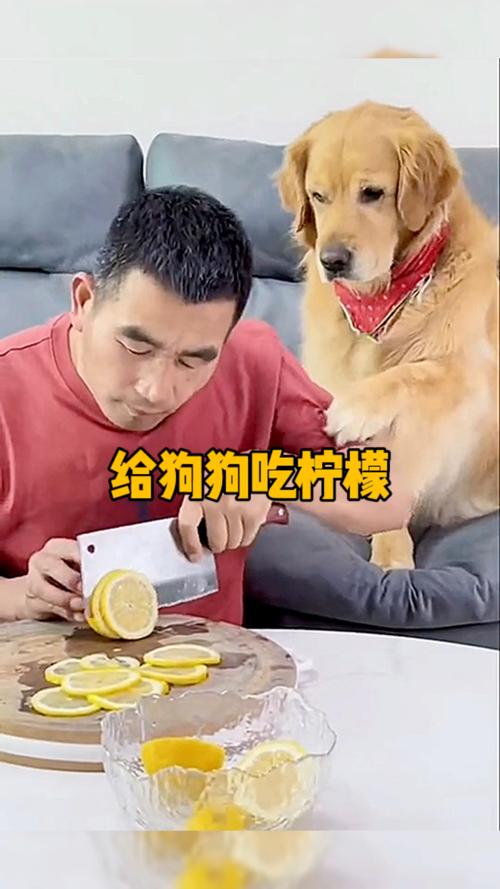 狗狗可以吃柠檬吗，狗狗可以吃柠檬汁吗？-第3张图片-后鲨宠物