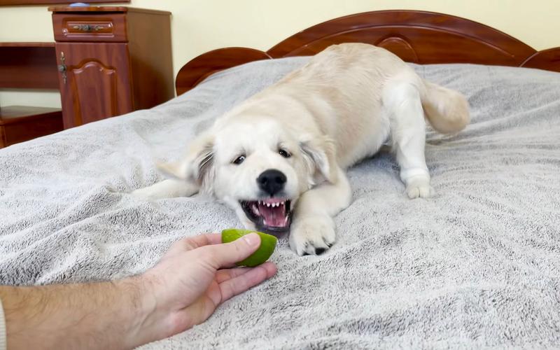 狗狗可以吃柠檬吗，狗狗可以吃柠檬汁吗？-第6张图片-后鲨宠物