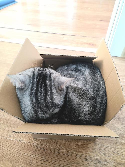 猫咪空运费大概多少钱_猫咪空运一般需要多少钱-第3张图片-后鲨宠物 猫咪空运费大概多少钱_猫咪空运一般需要多少钱-第3张图片-后鲨宠物