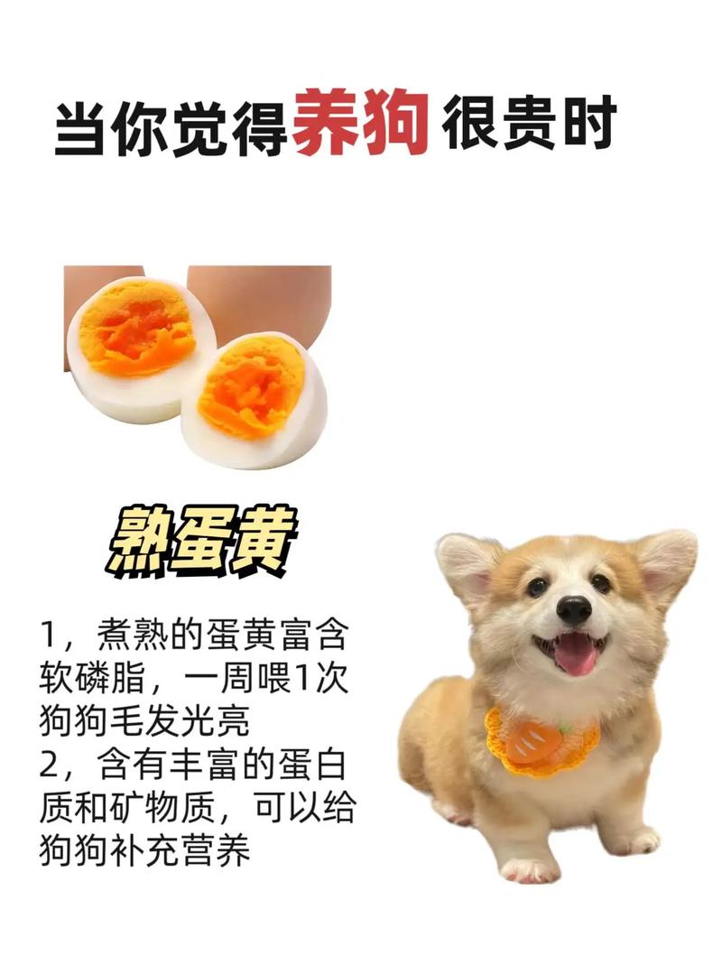 狗狗可以吃鸡蛋黄吗_狗狗能不能吃鸡蛋黄?-第3张图片-后鲨宠物 狗狗可以吃鸡蛋黄吗_狗狗能不能吃鸡蛋黄?-第3张图片-后鲨宠物