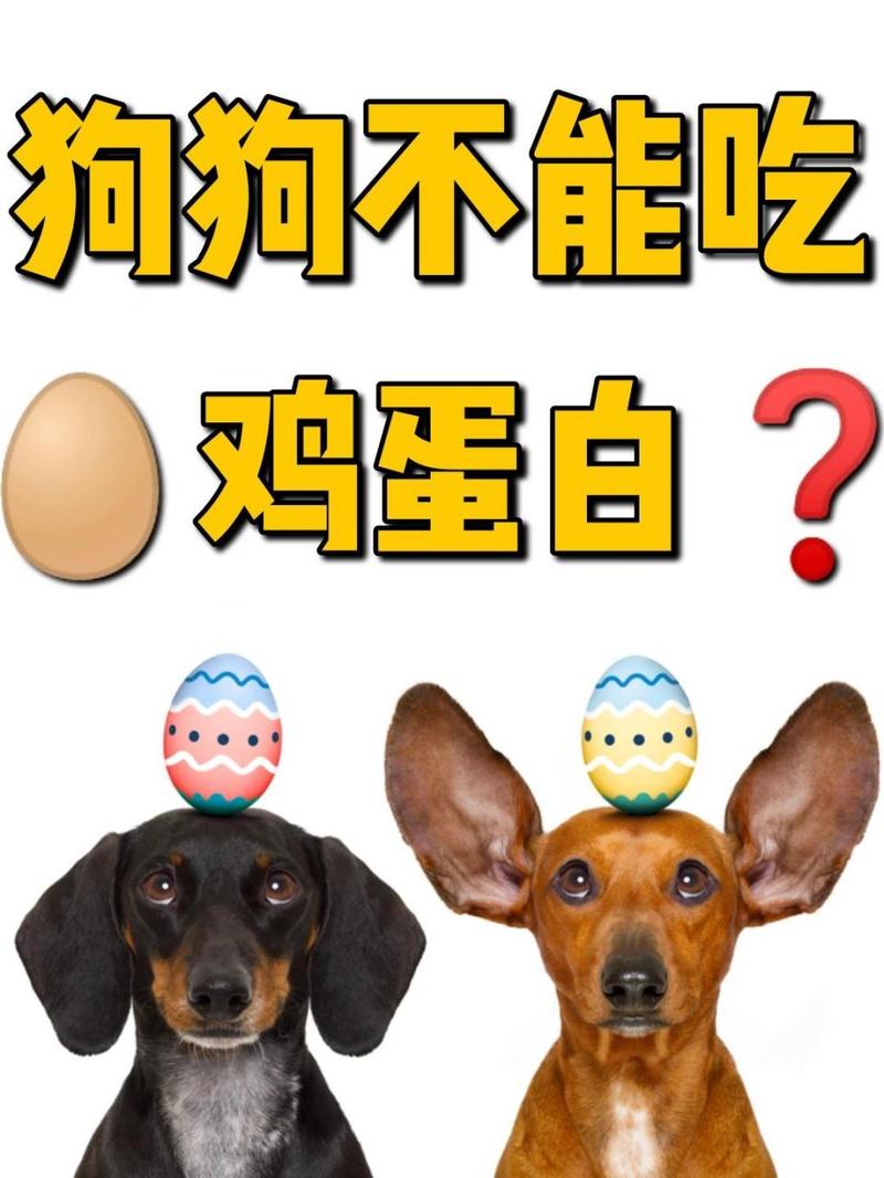 狗狗可以吃鸡蛋黄吗_狗狗能不能吃鸡蛋黄?-第6张图片-后鲨宠物 狗狗可以吃鸡蛋黄吗_狗狗能不能吃鸡蛋黄?-第6张图片-后鲨宠物