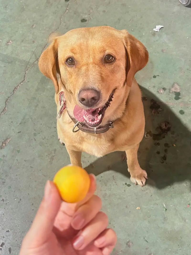 狗狗可以吃鸡蛋黄吗_狗狗能不能吃鸡蛋黄?-第5张图片-后鲨宠物 狗狗可以吃鸡蛋黄吗_狗狗能不能吃鸡蛋黄?-第5张图片-后鲨宠物