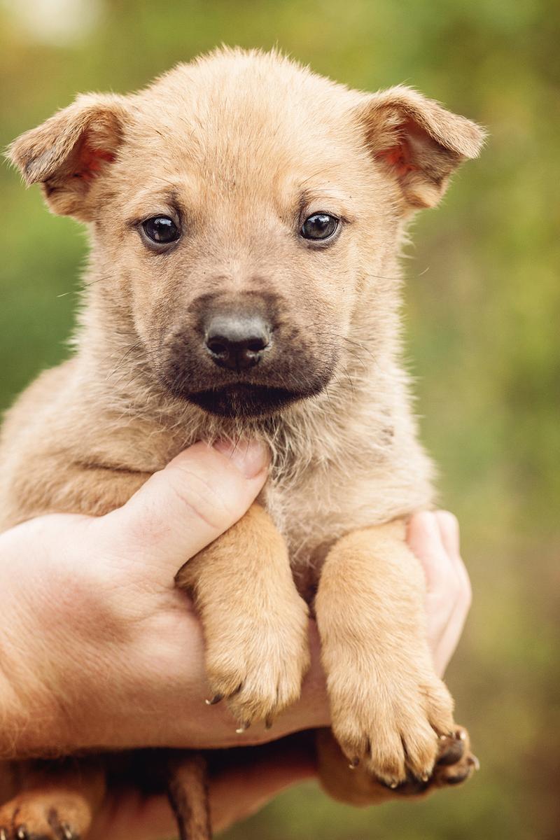 狗狗吃了大蒜会怎么样,狗狗吃了大蒜的症状?-第2张图片-后鲨宠物 狗狗吃了大蒜会怎么样,狗狗吃了大蒜的症状?-第2张图片-后鲨宠物