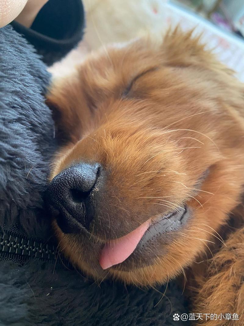 狗狗吃了大蒜会怎么样,狗狗吃了大蒜的症状?-第4张图片-后鲨宠物 狗狗吃了大蒜会怎么样,狗狗吃了大蒜的症状?-第4张图片-后鲨宠物