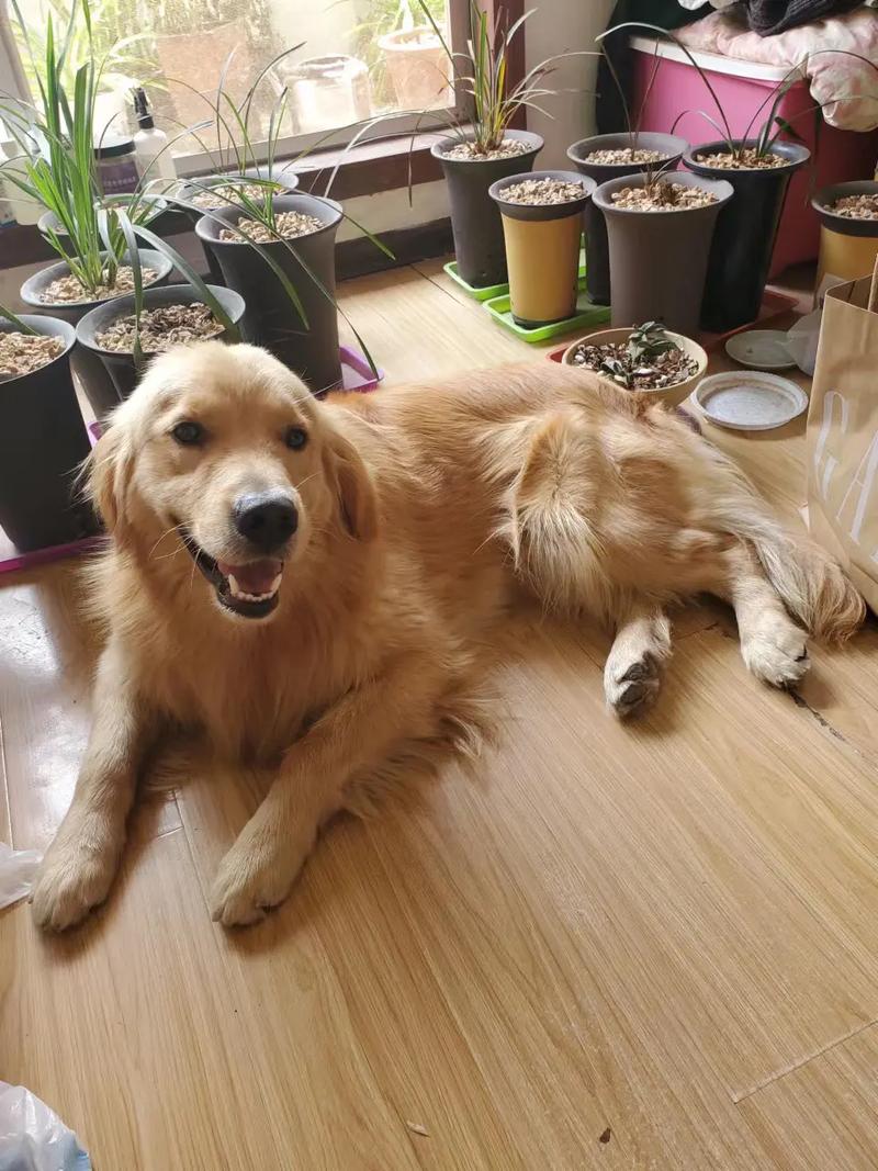  八个月狗狗算成犬吗，8个月的狗狗算幼犬还是成犬-第4张图片-后鲨宠物