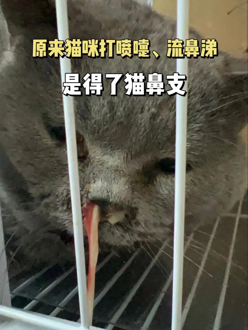 猫咪流眼泪打喷嚏_猫咪流眼泪打喷嚏是怎么回事吃什么药-第3张图片-后鲨宠物