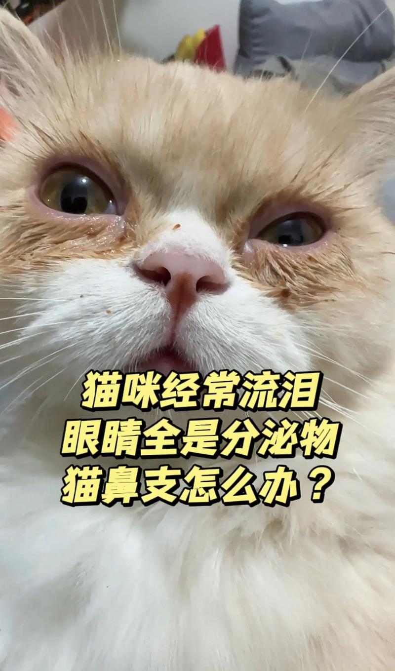 猫咪流眼泪打喷嚏_猫咪流眼泪打喷嚏是怎么回事吃什么药-第4张图片-后鲨宠物