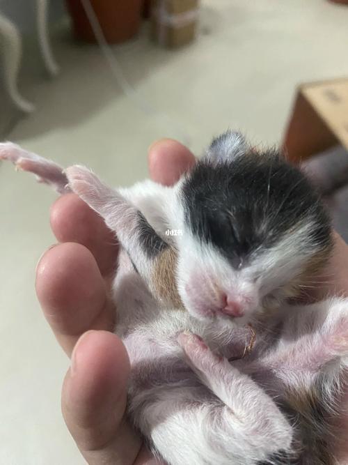 猫咪几个月出窝，猫咪几个月出窝正常？