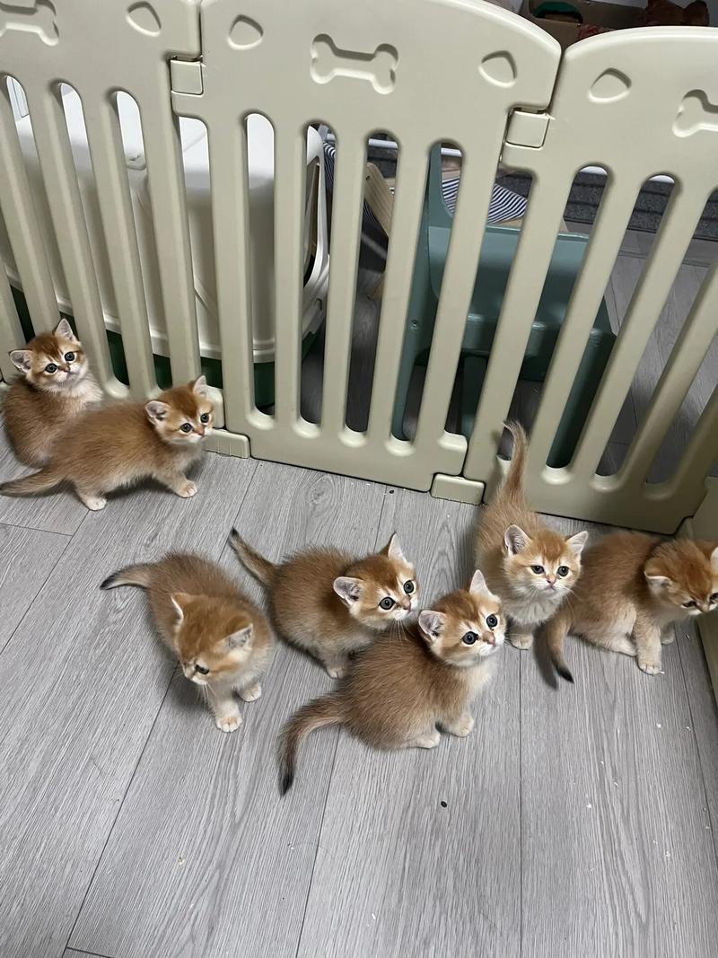猫咪几个月出窝，猫咪几个月出窝正常？-第2张图片-后鲨宠物