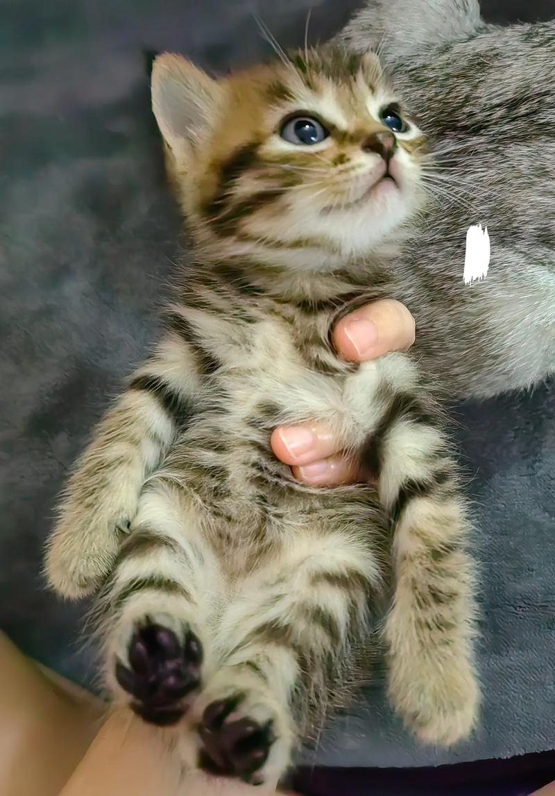 猫咪几个月出窝，猫咪几个月出窝正常？-第3张图片-后鲨宠物