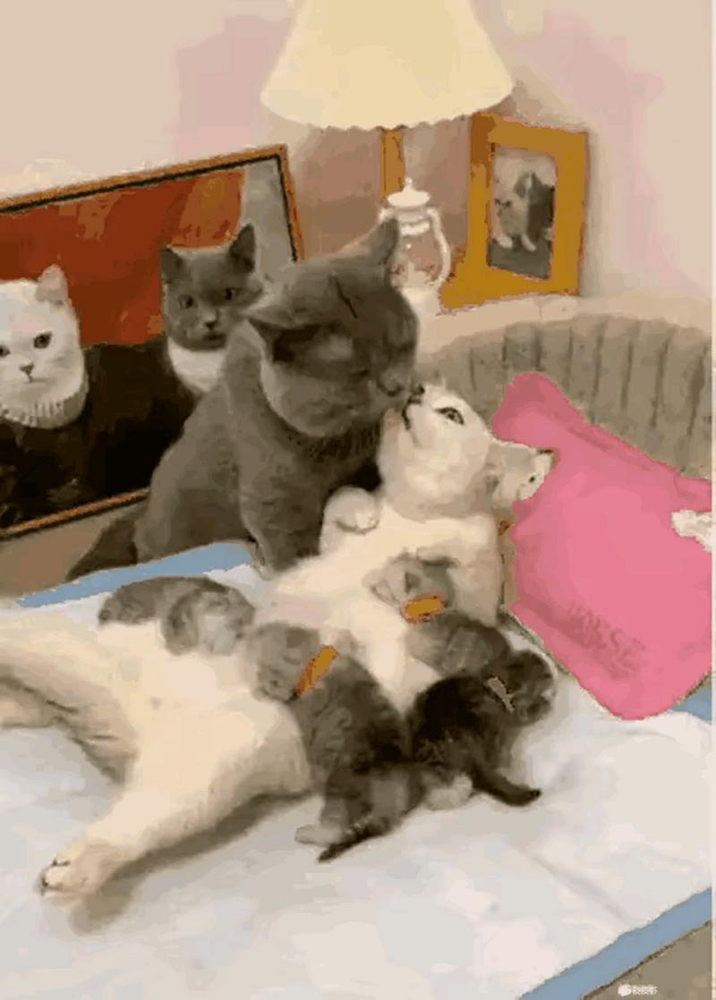 猫咪几个月出窝，猫咪几个月出窝正常？-第4张图片-后鲨宠物