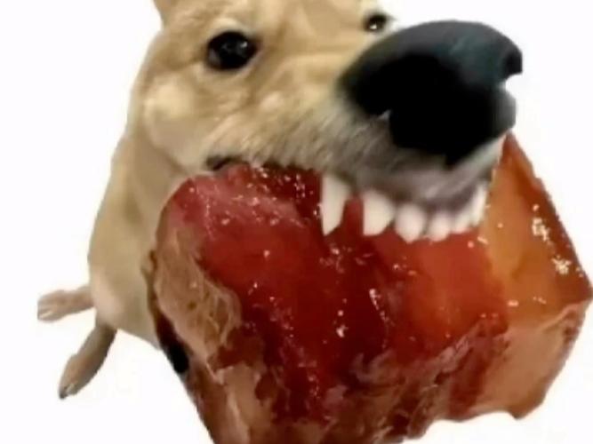 狗狗可以吃肥肉吗_狗狗可以吃肥肉吗,三个月大-第4张图片-后鲨宠物