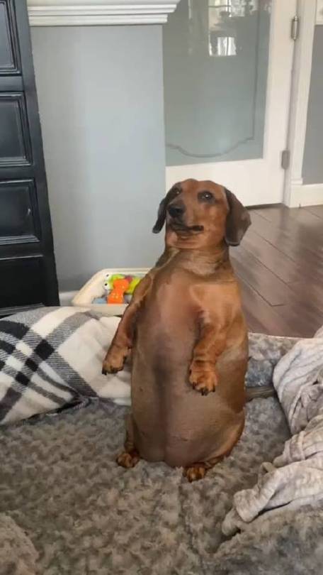 狗狗可以吃肥肉吗_狗狗可以吃肥肉吗,三个月大-第5张图片-后鲨宠物