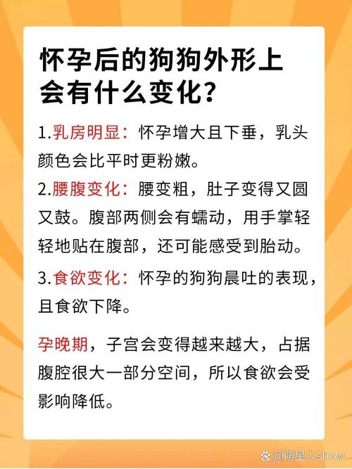 怎么知道狗狗怀孕,怎么知道狗狗怀孕了泰迪-第6张图片-后鲨宠物 怎么知道狗狗怀孕,怎么知道狗狗怀孕了泰迪-第6张图片-后鲨宠物