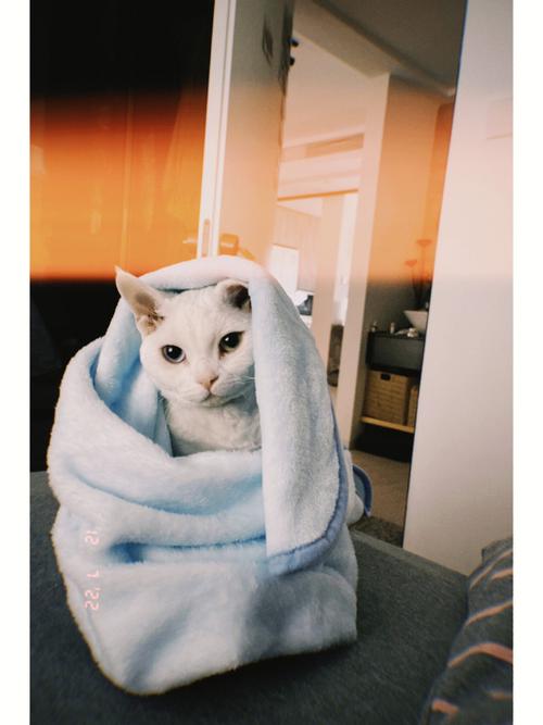 冬天猫咪怕冷吗，冬天猫怕不怕冷？-第2张图片-后鲨宠物