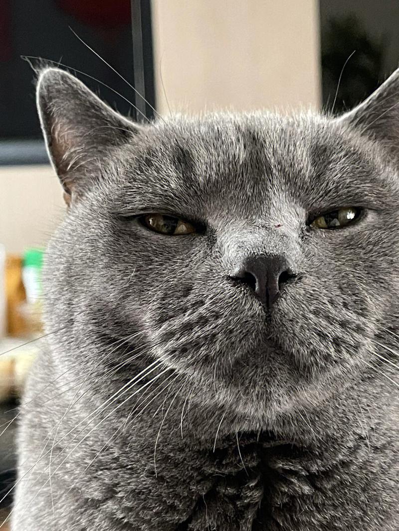 冬天猫咪怕冷吗，冬天猫怕不怕冷？-第5张图片-后鲨宠物